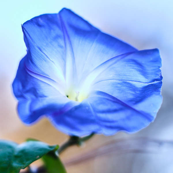 Morning Glory #2 by John Derryberry, Image 1.