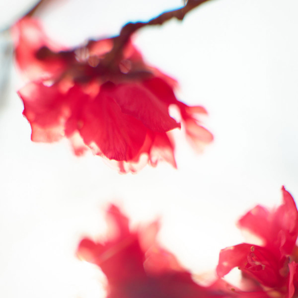 Ornamental Peach #1 by John Derryberry, Image 1.
