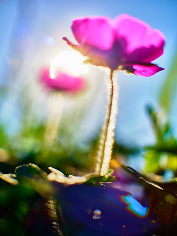 Poppy #3 by John Derryberry, Image 1.