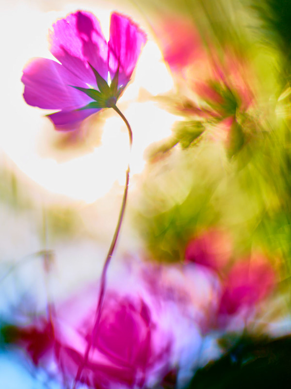 Poppy #2 by John Derryberry, Image 1.