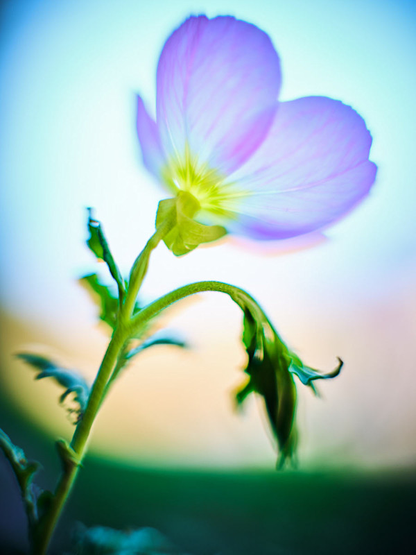 Showy Evening Primrose #1 by John Derryberry, Image 2.
