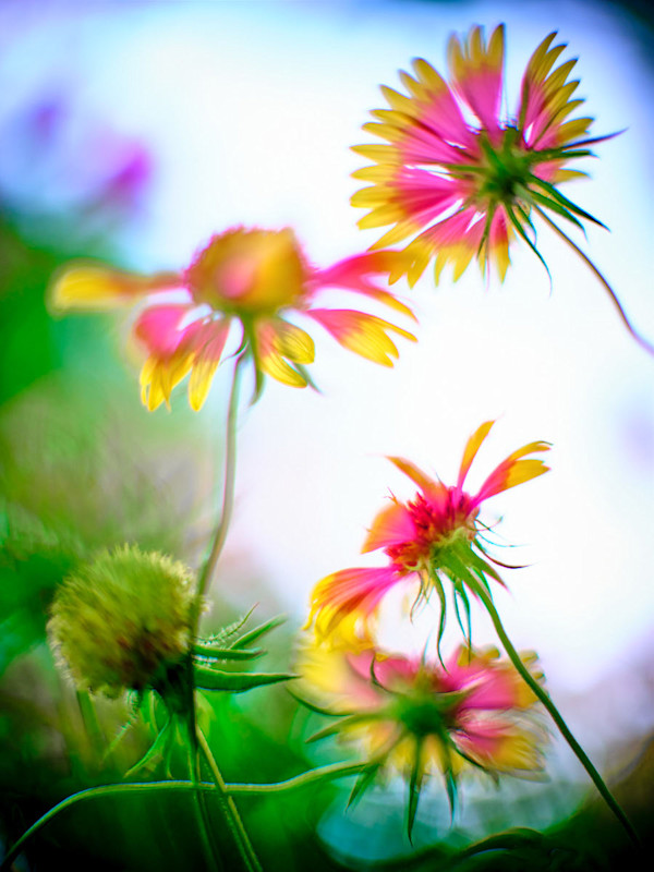 Indian Blanket #1 by John Derryberry, Image 1.