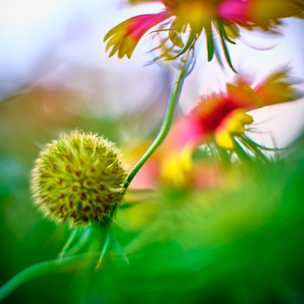 Indian Blanket #2 by John Derryberry, Image 1.