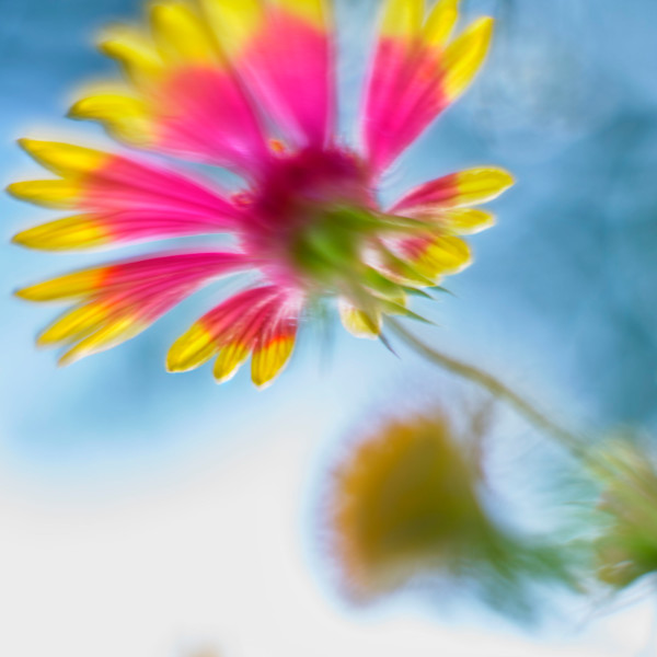 Indian Blanket #6 by John Derryberry, Image 1.