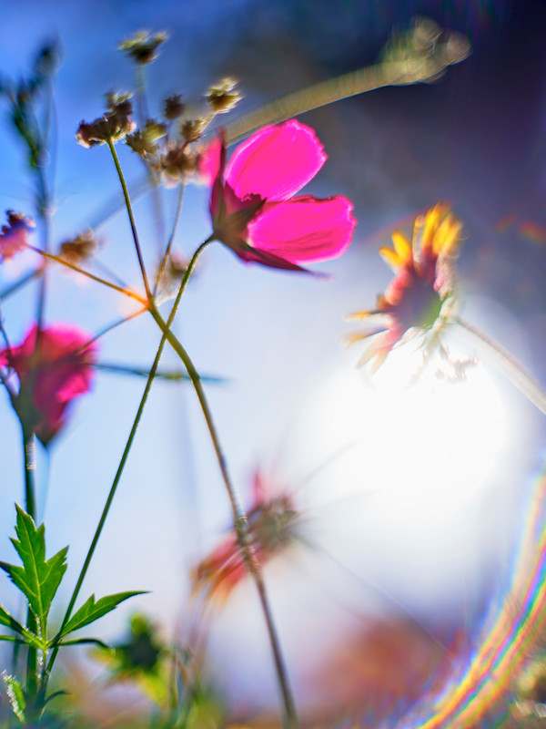 Poppy and Indian Blanket #1 by John Derryberry, Image 1.