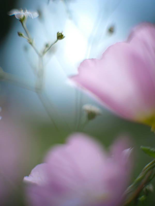 Showy Pink Primrose #2 by John Derryberry Photography, Image 1.