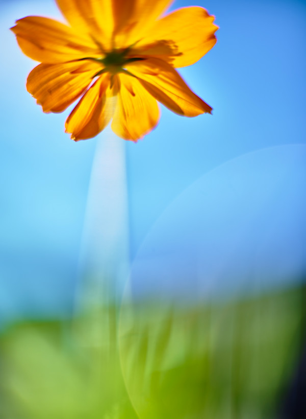 Flower Windmill by John Derryberry Photography, Image 1.