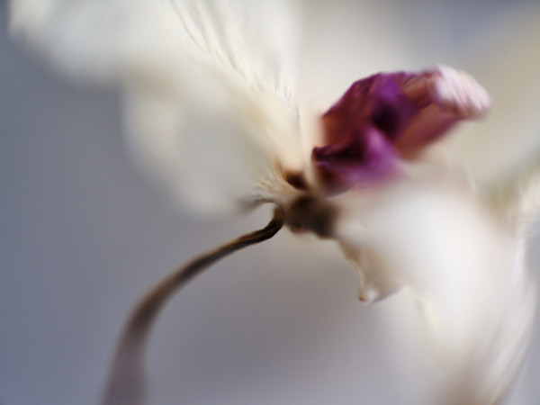 Dead Orchid #2 by John Derryberry Photography, Image 1.