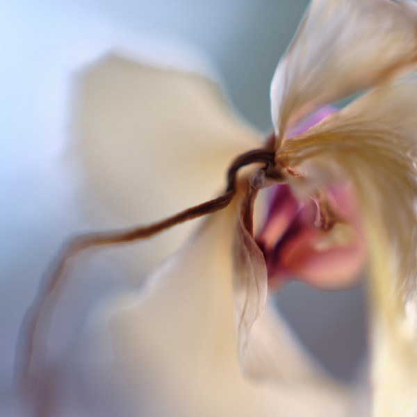 Dead Orchid #1 by John Derryberry Photography, Image 1.