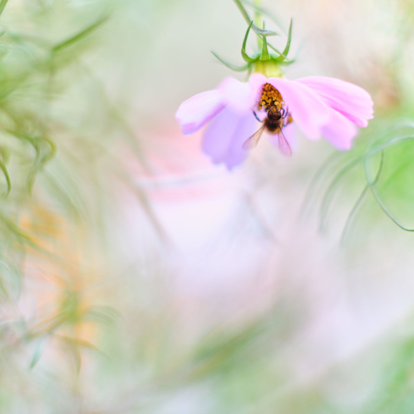 Cosmos with a Bee #1 by John Derryberry, Image 1.