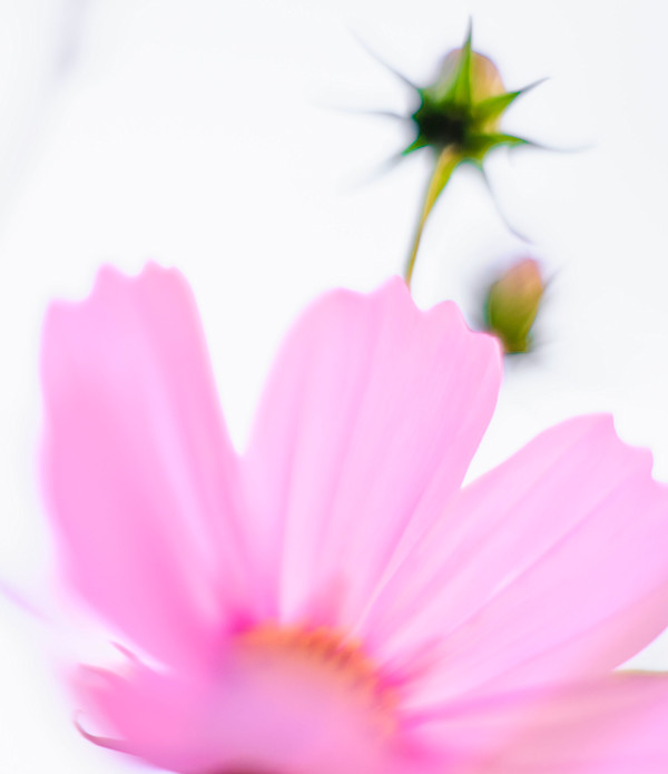 Cosmos #9 Pink by John Derryberry, Image 1.