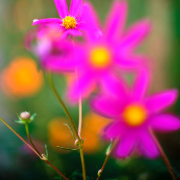 Cosmos #13 Hot Pink by John Derryberry, Image 1.