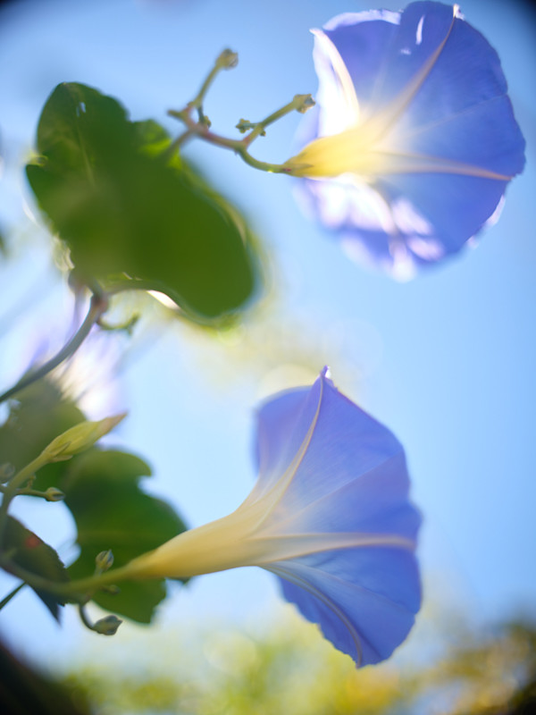Morning Glory #1 by John Derryberry, Image 1.