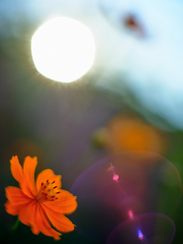 Cosmos & Sun #1 by John Derryberry, Image 1.