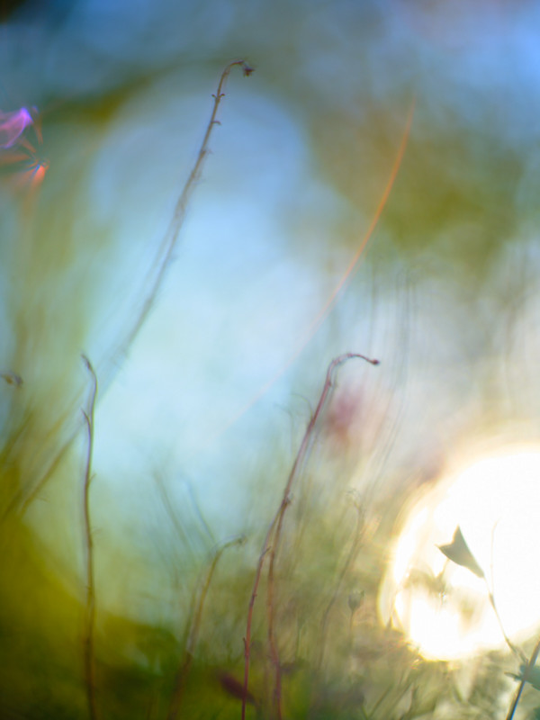 Secret Garden #1 by John Derryberry, Image 1.