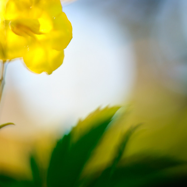Yellow Bells #2 by John Derryberry, Image 1.