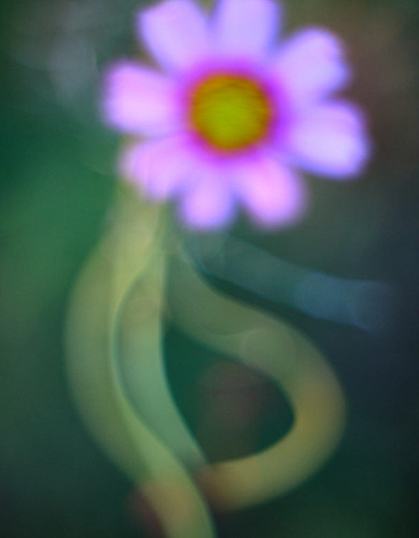 Cosmos #10 Pink - Dancing Flower by John Derryberry, Image 1.