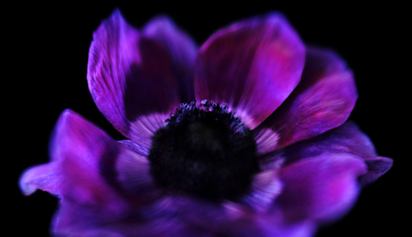 Anemone Flower #1 by John Derryberry Photography, Image 1.