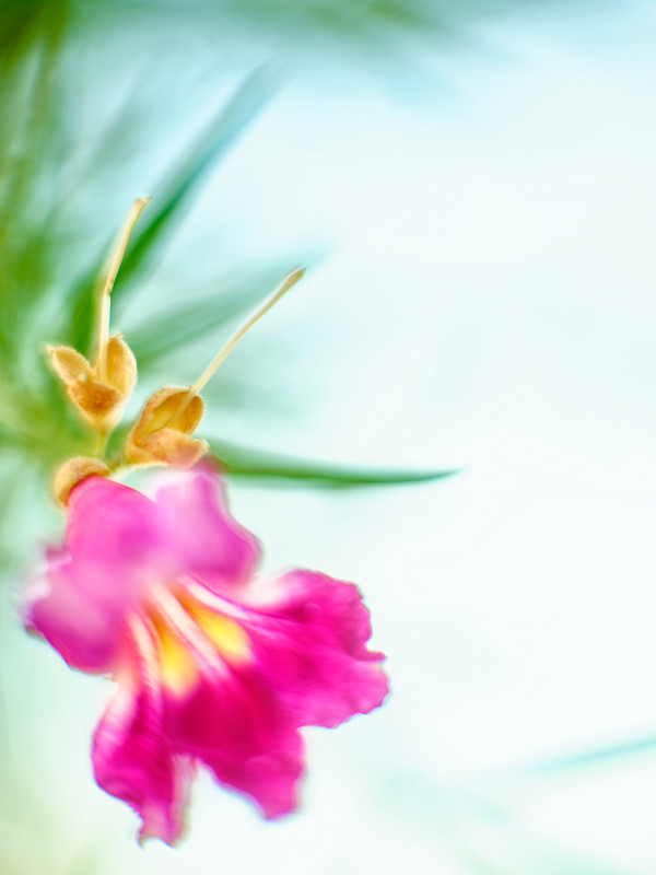 Desert Willow #1 by John Derryberry Photography, Image 1.
