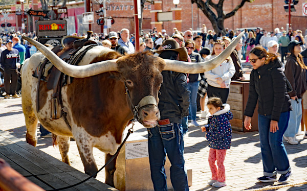 Feeling Bullish by Christy Crimmins Garcia, Image 1.