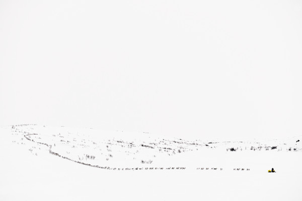 Leading the Herd, Sapmi, Norway by Stephen Gorman