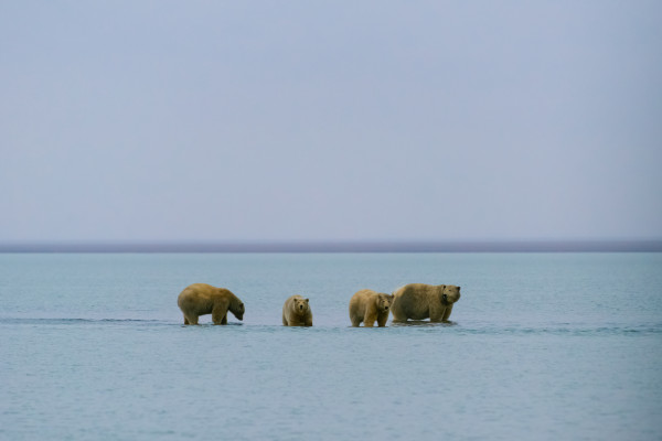 In The Refuge, Arctic National Wildlife Refuge, Alaska by Stephen Gorman
