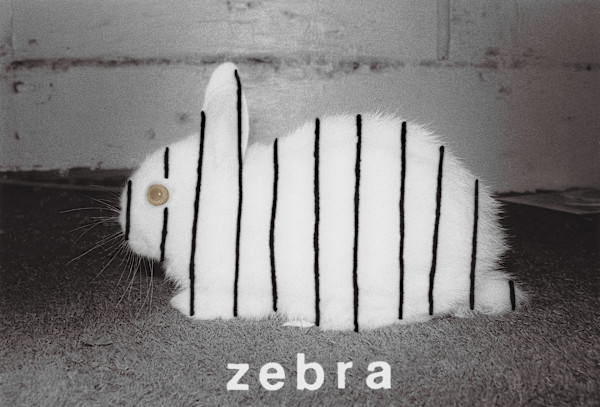 Zebra by Karl Baden