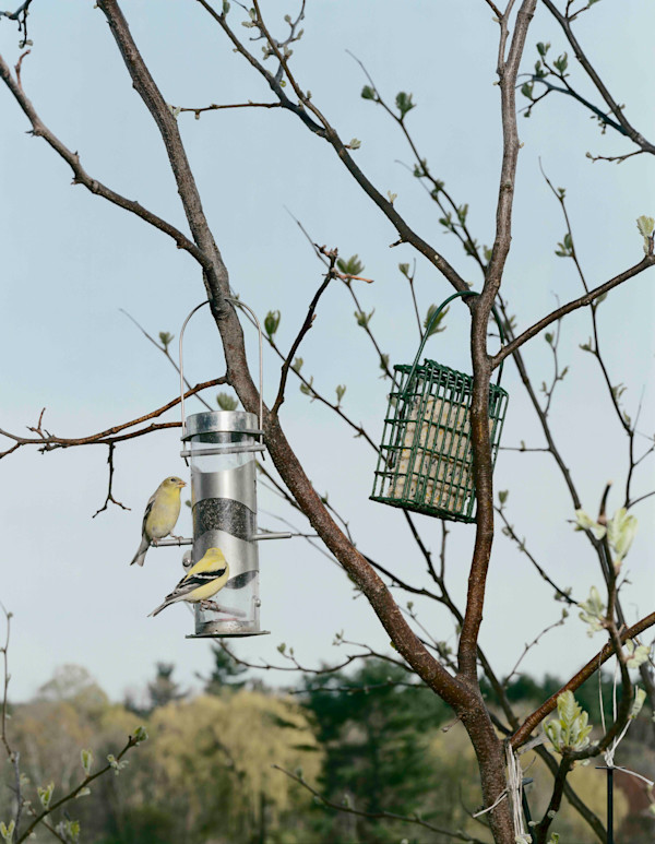 Sustenance 95 by Neeta Madahar, Image 1.