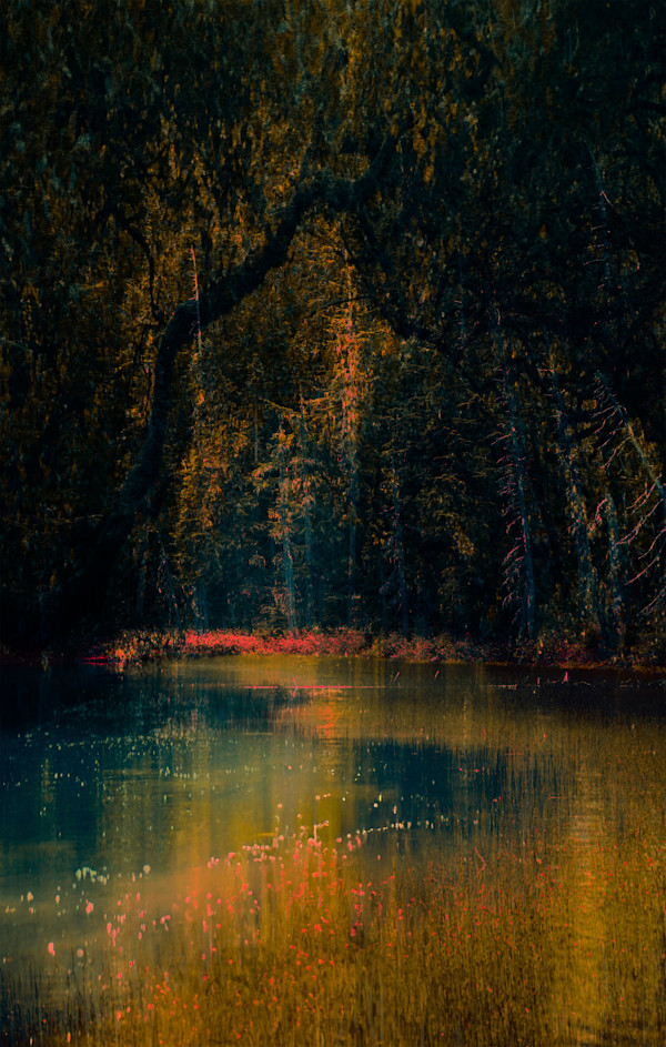 Forest Pond #2 by Steve Avey, Image 1.