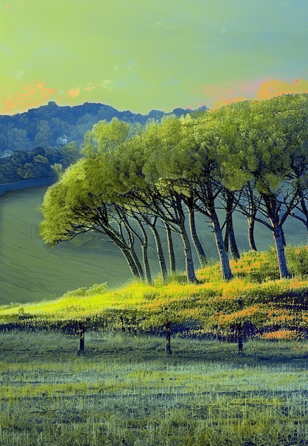 The Copse by Steve Avey, Image 1.