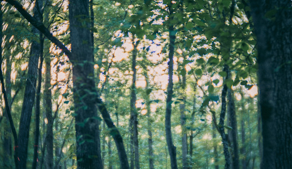 Arkansas Forest by Marjorie Parker, Image 1.