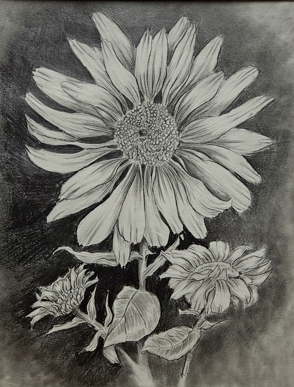 Daisy in Full Bloom by Lynn Cote, Image 7.