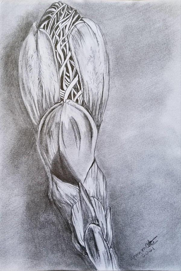 Horse Chestnut Bud by Lynn Cote, Image 9.