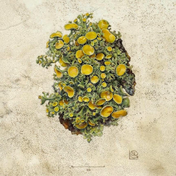 Golden Eye Lichen, Teloschistes chrysophthalmus by Shevaun Doherty, Image 1.