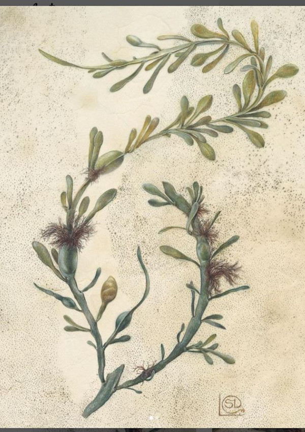 Seaweed dance by Shevaun Doherty, Image 1.