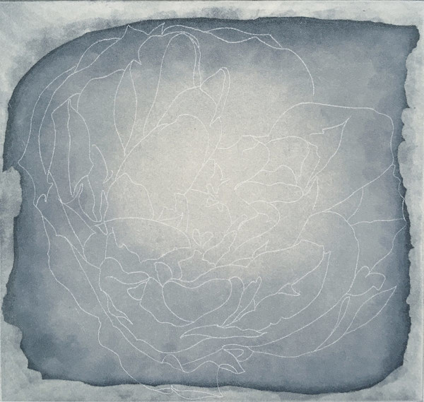 Sugar lift aglaophotis by Claire Kerr, Image 1.