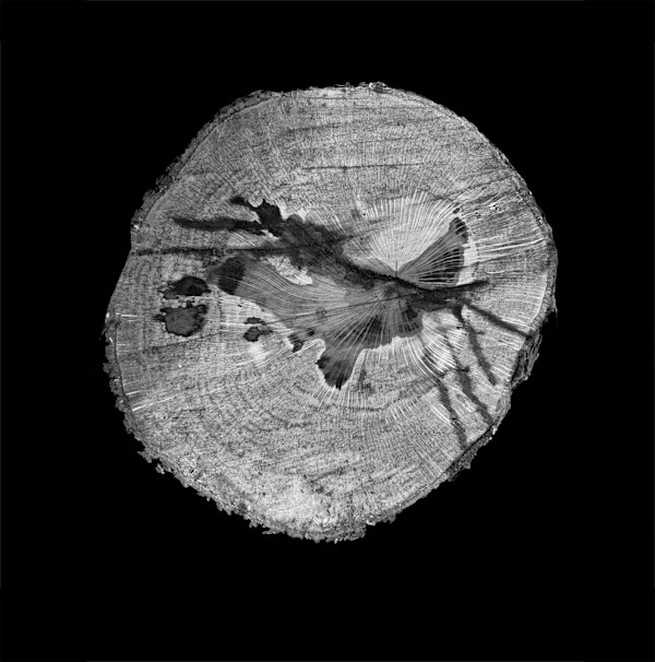 Birdy by Ellen Konar & Steve Goldband, Image 1.