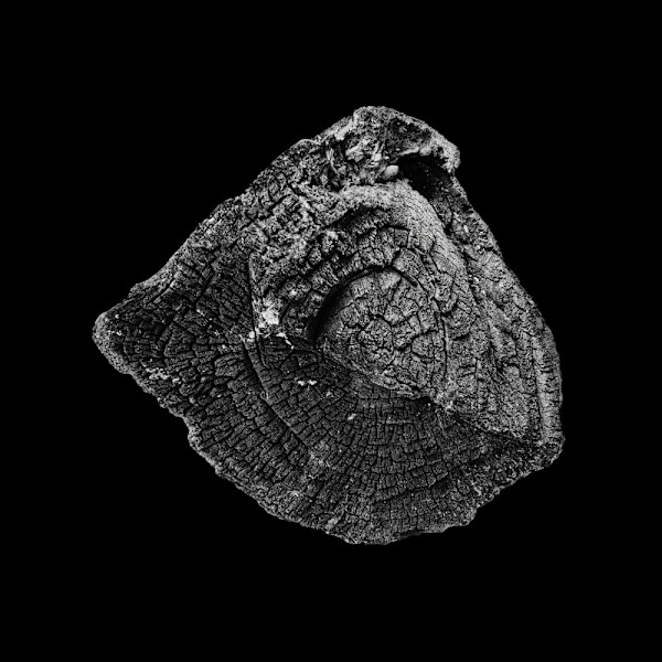 Charles by Ellen Konar + Steve Goldband, Image 1.
