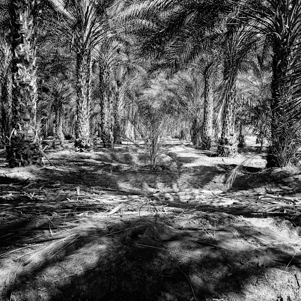 Dates in Shadow by Ellen Konar + Steve Goldband, Image 1.