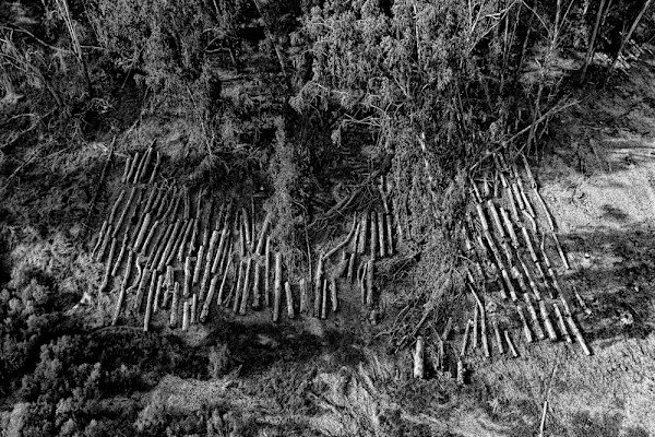 Felled by Ellen Konar + Steve Goldband, Image 1.
