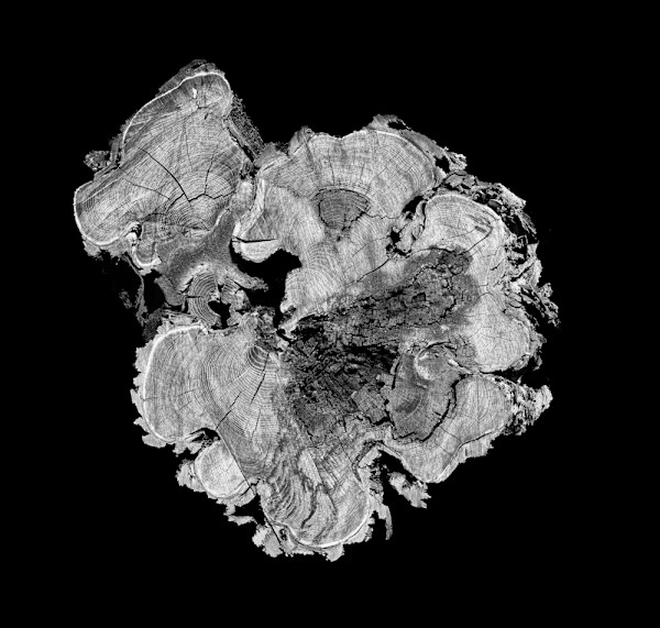 Liv by Ellen Konar + Steve Goldband, Image 1.