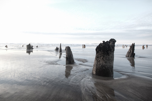 GHOST FOREST untitled by Ellen Konar + Steve Goldband, Image 1.