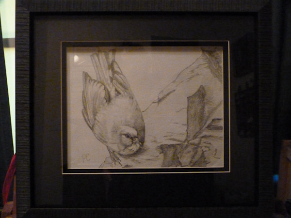 Mexican Jay FRAMED by patsy culver, Image 1.