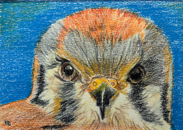 Fierce FRAMED by patsy culver, Image 1.