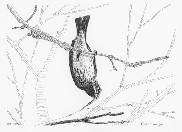 Acrobatic Lady Rose-Breasted Grosbeak by Abra Bergen, Image 1.