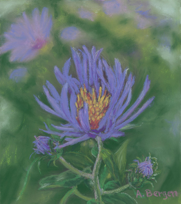 Aster by Abra Bergen, Image 6.