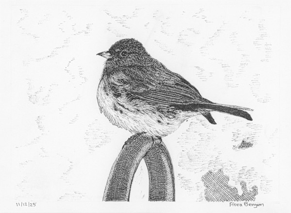 Dark-Eyed Junco by Abra Bergen, Image 2.
