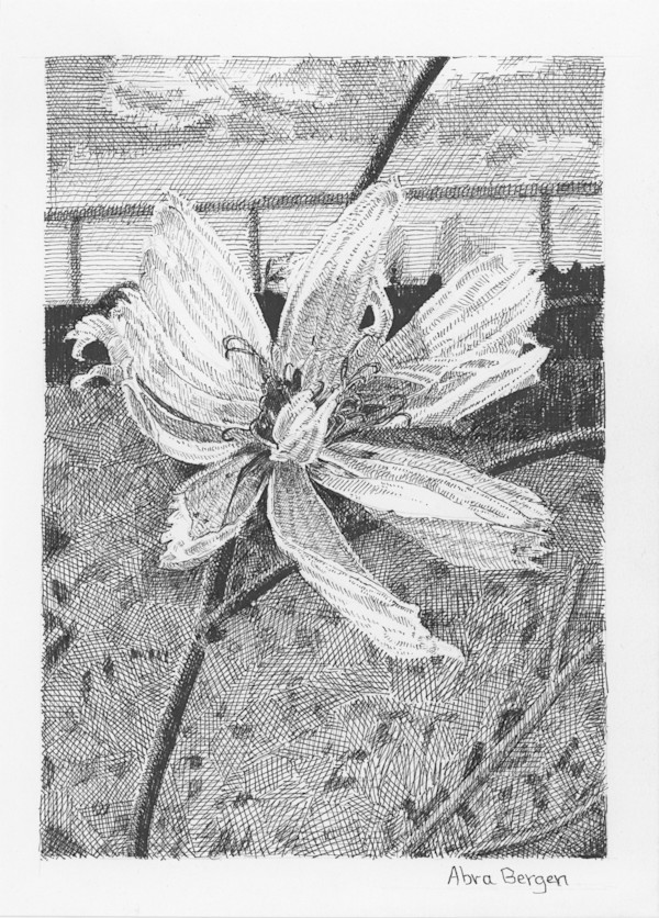 Late-Season Chicory Blowing in the Wind by Abra Bergen, Image 15.