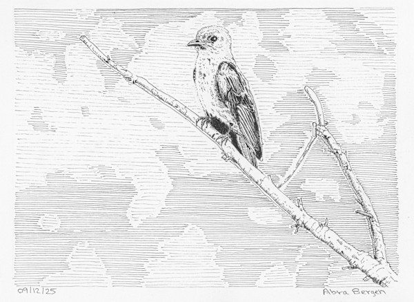 Northern Rough-Winged Swallow by Abra Bergen, Image 1.