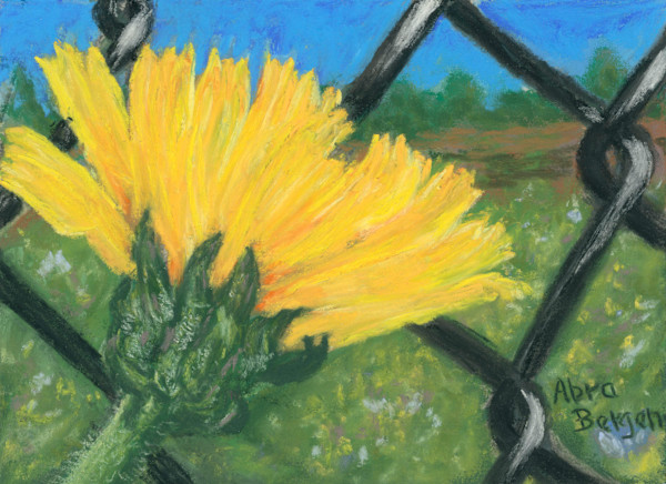 Oxtongue Hawkweed on the Margins by Abra Bergen, Image 18.